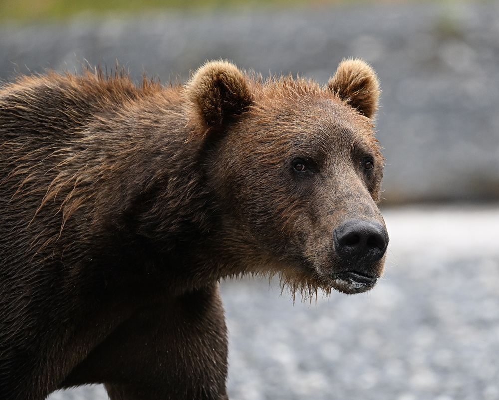 Bears in Alaska's Hallo Bay Are Changing What They Eat