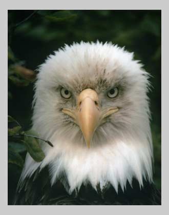 bald eagle head closeup