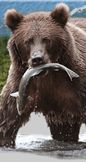 Alaska's Kodiak Brown Bear Pictures, Video, Info