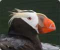 See Puffins