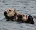 Sea Otter in Alaska
