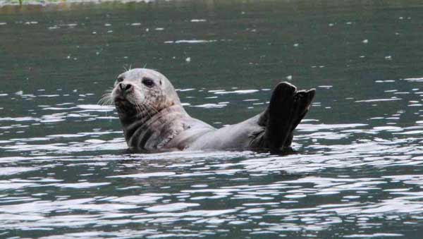 Eastern Pacific Harbor Seal